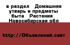  в раздел : Домашняя утварь и предметы быта » Растения . Новосибирская обл.